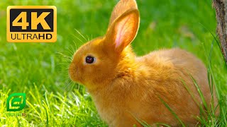 PrimitiveTechnology: Amazing Quick Rabbit Trap - How To Catch Rabbit HUNT TV