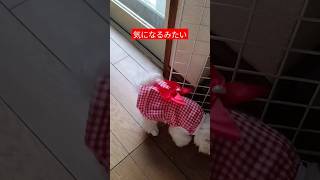 【パピー犬2ヶ月動画】682グラム洋服きせたらあらら　#パピー犬 #マルチーズ #ポポ #子犬 #仔犬 #幼犬 #子犬のいる暮らし  #ヨープー #先住犬 #成長記録 #子犬の成長 #極小マルチーズ