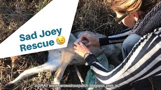 Sad Joey Wallaby Rescue - Australia