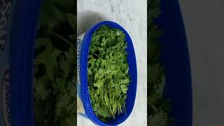 Storing Coriander leaves fresh for longer days|മല്ലിയില ഫ്രഷ് ആയി കൂടുതൽ ദിവസം സൂക്ഷിക്കാം #tips