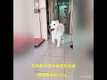 nika黃金獵犬前庭症候群