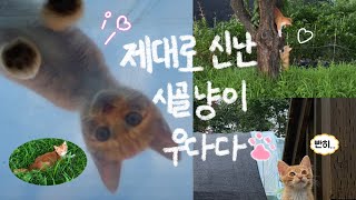 제대로 신나버린 시골 고양이‎ 단체 우다다 타임  : 자연 캣타워🌲