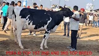 PDFA KI  CHAMPIONS 🏆 1ST THREE HF FOUR TEETH COWS ..