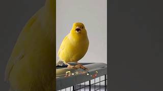 kanarienvogel gesang 🎵  #canary #birds #viral #youtubeshorts #shorts #short insta: Coco_thecanary