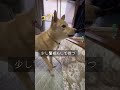 嫌なことがあっても ただいまとおかえり 大好きな家族 保護犬と暮らす 待っている犬