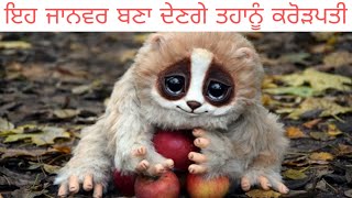 ਇਹ ਜਾਨਵਰ ਬਣਾ ਦੇਣਗੇ ਤਹਾਨੂੰ ਕਰੋੜਪਤੀ | world's top  Expensive animals in Punjabi