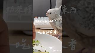 鳥奴的演技大考驗 #凱克鸚鵡