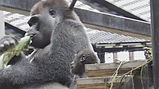 [Gorilla 1-minute video # 135] Kintaro between Momotarou and Gentaro [Kyoto City Zoo]