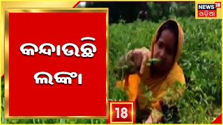 Odia News | Balasore |  ରେମୁଣାରେ ଚାଷୀଙ୍କୁ କନ୍ଦାଉଛି ଲଙ୍କା