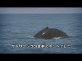 「え？」気付いた時にはすでに口の中。男が体丸ごとクジラに飲み込まれて…「マサチューセッツ州鯨丸呑み事故」