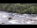 katmai national park brooks falls