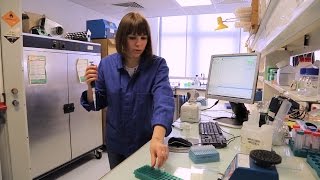 How to Quantify DNA with a Spectrophotometer