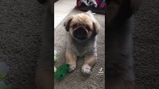 犬🐶が反応する音⁉️Part2 #ペキニーズ #shorts #pekingese #페키니즈