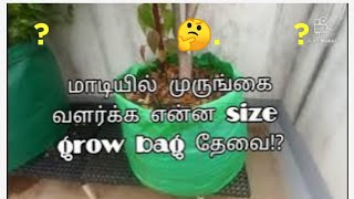 மாடியில் முருங்கை வளர்க்க என்ன size grow bag வேணும் #which size grow bag is best for moringa tree ?