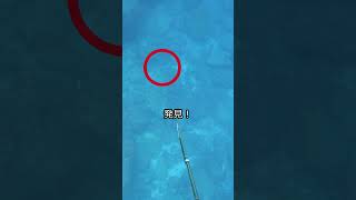 【魚突き】水深21mで良型スジアラを。。。Chasing a big Coral grouper at -21m of depth, Spearfishing