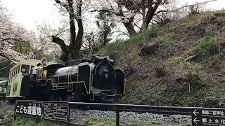 豆汽車のD52 72蒸気機関車が桜の花々の下を走行！【小田原城址公園 こども遊園地】