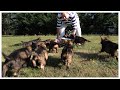 Kraftwerk K9 German Shepherd Puppies- Nine At Six Weeks Old. Can't Tell Them Apart! (Part One)