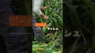 まもなくとうもろこし🌽出荷！！　#shorts