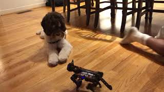 Petoi Robot Puppy Passes Turing Test? | Fun with Open-Source Robot Dog | PetoiCamp