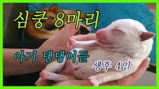 [아기 강아지] 눈뜬지 4일된 아기 댕댕이의 꼬물꼬물 꼬물이 심쿵 생존 식사현장