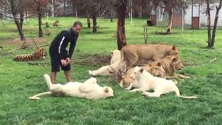 leopard attacks a man but tiger saves him | near death experience