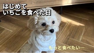 【マルプー】はじめてイチゴを食べた日🍓😋/The puppy tried strawberries for the first time