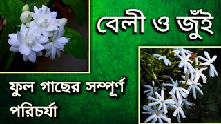 বেলী ফুল গাছ ও জুঁই ফুল গাছের সম্পূর্ণ পরিচর্যা।।Beli ful gach o jui ful gacher porichorja