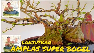 PENANGANAN LANJUTAN AMPLAS SUPER BOGEL, @MahkotaBonsai, belajarbonsai, merawatbonsai, amplasbogel