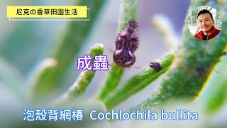 迷迭香蟲害：泡殼背網椿 vs 黑蚜蟲 vs 紅蜘蛛/葉蟎