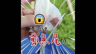 孔雀魚的尾巴太醜了，用剪刀剪漂亮