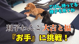 『お手』に挑戦！双子のミックス犬【大吉と福の暮らし＃8】