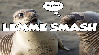 Lemme Smash - Compilation