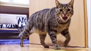 Cat Misses His Owner and He's Happy When Owner is Back - Funny Ending!