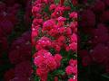 Beautiful red david austin roses garden! #shorts