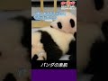 【雑学10】知らなくても困らない話　 shorts 雑学 動物 パンダ