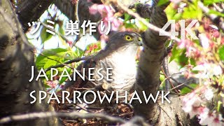 野鳥撮影・ 恋するツミ・愛の巣作り