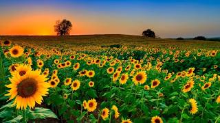 HISTORY OF KANSAS, USA KANSAS THE SUNFLOWER STATE HISTORY OF THE UNITED STATES