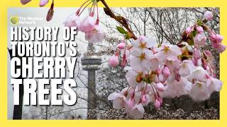 Where Did Toronto’s Blossoming Cherry Trees Come From? | #blossom