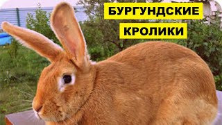 Разведение кроликов бургундской породы как бизнес | Бургундские кролики