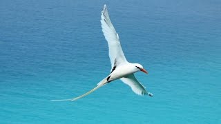 Bermuda - wildlife and heritage