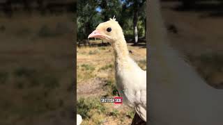 Her name is McCloud and she is my magical creature #birds #peacock #farmbirds #cuteanimals