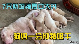 斯塔福满月后胃口大开，狗妈虽奶水充足，7只幼犬一分钟吸干