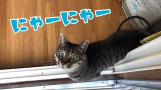 飼い主の毎朝のルーティン中に外から猫ズをみてみました！