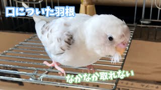 ぷちパニック　セキセイインコ［#27］