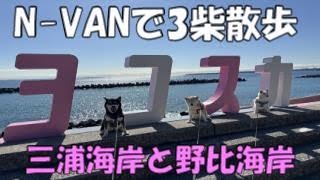 N-VANで3柴犬三浦散歩　三浦海岸と野比海岸