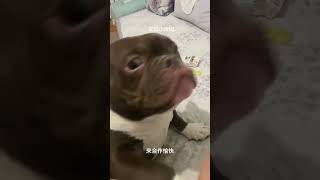 #惡霸犬 #傻狗的日常 #這狗怎麼人模人樣的 #氣質這一塊拿捏死死的 #家庭伴侶犬