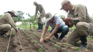 Agricultura al Día - Paso a paso para siembra de cebolla larga, Panaca