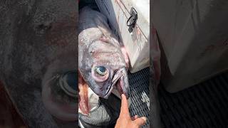 MONSTER Deepsea Fish Catch and Cook #fishing #悉尼海钓a大师 #fish #deepsea #jigging