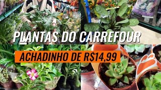 UM ACHADINHO NO CARREFOUR QUE NÃO DEIXEI PASSAR| TOUR 🌸🌿