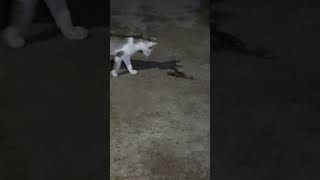 Cat vs Scorpion 🤯 in My Livestream 😮‍💨